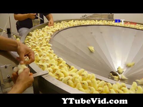 View Full Screen: see how this machine removes chicken from eggs in seconds efficient manufacturing process 2021.jpg